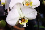 SRI LANKA, Kandy, Peradeniya Botanical Gardens, Orchid House, Phalaenopsis Orchid, SLK4972JPL