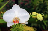 SRI LANKA, Kandy, Peradeniya Botanical Gardens, Orchid House, Phalaenopsis Orchid, SLK4974JPL