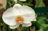 SRI LANKA, Kandy, Peradeniya Botanical Gardens, Orchid House, Phalaenopsis Orchid, SLK4977JPL