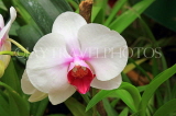 SRI LANKA, Kandy, Peradeniya Botanical Gardens, Orchid House, Phalaenopsis Orchid, SLK4978JPL