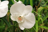 SRI LANKA, Kandy, Peradeniya Botanical Gardens, Orchid House, Phalaenopsis Orchid, SLK4979JPL