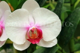 SRI LANKA, Kandy, Peradeniya Botanical Gardens, Orchid House, Phalaenopsis Orchid, SLK4980JPL