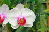 SRI LANKA, Kandy, Peradeniya Botanical Gardens, Orchid House, Phalaenopsis Orchid, SLK4981JPL
