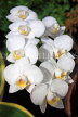 SRI LANKA, Kandy, Peradeniya Botanical Gardens, Orchid House, Phalaenopsis Orchids, SLK4973JPL