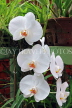 SRI LANKA, Kandy, Peradeniya Botanical Gardens, Orchid House, Phalaenopsis Orchids, SLK4975JPL