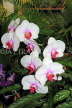 SRI LANKA, Kandy, Peradeniya Botanical Gardens, Orchid House, Phalaenopsis Orchids, SLK4976JPL