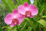 SRI LANKA, Kandy, Peradeniya Botanical Gardens, Orchid House, Phalaenopsis Orchids, SLK4988JPL