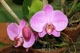 SRI LANKA, Kandy, Peradeniya Botanical Gardens, Orchid House, Phalaenopsis Orchids, SLK4989JPL