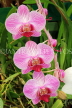 SRI LANKA, Kandy, Peradeniya Botanical Gardens, Orchid House, Phalaenopsis Orchids, SLK4990JPL