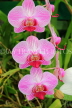 SRI LANKA, Kandy, Peradeniya Botanical Gardens, Orchid House, Phalaenopsis Orchids, SLK4991JPL
