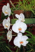 SRI LANKA, Kandy, Peradeniya Botanical Gardens, Orchid House, Phalaenopsis Orchids, SLK5001JPL