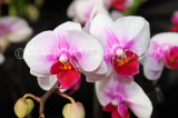 SRI LANKA, Kandy, Peradeniya Botanical Gardens, Orchid House, Phalaenopsis Orchids, SLK5028JPL