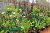 SRI LANKA, Kandy, Peradeniya Botanical Gardens, Orchid House, SLK4934JPL