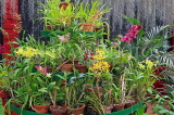 SRI LANKA, Kandy, Peradeniya Botanical Gardens, Orchid House, SLK4937JPL