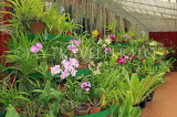 SRI LANKA, Kandy, Peradeniya Botanical Gardens, Orchid House, SLK4938JPL