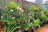 SRI LANKA, Kandy, Peradeniya Botanical Gardens, Orchid House, SLK4940JPL