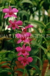 SRI LANKA, Kandy, Peradeniya Botanical Gardens, Orchid House, Spray Orchids, SLK1918JPL