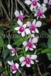 SRI LANKA, Kandy, Peradeniya Botanical Gardens, Orchid House, Spray Orchids, SLK1919JPL