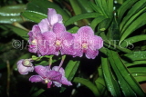 SRI LANKA, Kandy, Peradeniya Botanical Gardens, Orchid House, Spray Orchids, SLK1921JPL