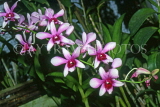 SRI LANKA, Kandy, Peradeniya Botanical Gardens, Orchid House, Spray Orchids, SLK207JPL