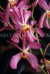 SRI LANKA, Kandy, Peradeniya Botanical Gardens, Orchid House, Spray Orchids, SLK2165JPL