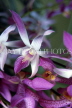 SRI LANKA, Kandy, Peradeniya Botanical Gardens, Orchid House, Spray Orchids, SLK2166JPL
