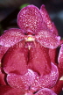 SRI LANKA, Kandy, Peradeniya Botanical Gardens, Orchid House, Vanda Orchid, SLK259JPL