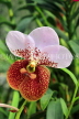 SRI LANKA, Kandy, Peradeniya Botanical Gardens, Orchid House, Vanda Orchid, SLK5840JPL