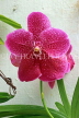 SRI LANKA, Kandy, Peradeniya Botanical Gardens, Orchid House, Vanda Orchid, SLK5841JPL