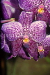 SRI LANKA, Kandy, Peradeniya Botanical Gardens, Orchid House, Vanda Orchids, SLK2164JPL