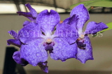 SRI LANKA, Kandy, Peradeniya Botanical Gardens, Orchid House, Vanda Orchids, SLK4992JPL