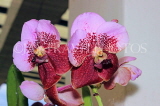 SRI LANKA, Kandy, Peradeniya Botanical Gardens, Orchid House, Vanda Orchids, SLK4993JPL