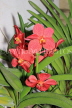SRI LANKA, Kandy, Peradeniya Botanical Gardens, Orchid House, Vanda Orchids, SLK5019JPL