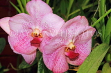 SRI LANKA, Kandy, Peradeniya Botanical Gardens, Orchid House, Vanda Orchids, SLK5020JPL