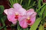 SRI LANKA, Kandy, Peradeniya Botanical Gardens, Orchid House, Vanda Orchids, SLK5021JPL