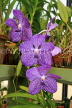 SRI LANKA, Kandy, Peradeniya Botanical Gardens, Orchid House, Vanda Orchids, SLK5842JPL