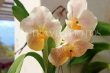 SRI LANKA, Kandy, Peradeniya Botanical Gardens, Orchid House, Vanda Orchids, SLK5843JPL