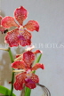 SRI LANKA, Kandy, Peradeniya Botanical Gardens, Orchid House, Vanda Orchids, SLK5844JPL