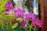 SRI LANKA, Kandy, Peradeniya Botanical Gardens, Orchid House, spray Orchids, SLK5017JPL