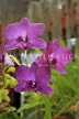 SRI LANKA, Kandy, Peradeniya Botanical Gardens, Orchid House, spray Orchids, SLK5018JPL