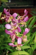 SRI LANKA, Kandy, Peradeniya Botanical Gardens, Orchid House, spray Orchids, SLK5031JPL
