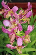 SRI LANKA, Kandy, Peradeniya Botanical Gardens, Orchid House, spray Orchids, SLK5032JPL