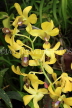 SRI LANKA, Kandy, Peradeniya Botanical Gardens, Orchid House, spray Orchids, SLK5049JPL