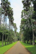 SRI LANKA, Kandy, Peradeniya Botanical Gardens, Palmyra (Toddy Palm) tree avenue, SLK4898JPL