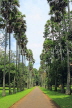 SRI LANKA, Kandy, Peradeniya Botanical Gardens, Palmyra (Toddy Palm) tree avenue, SLK4900JPL