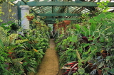 SRI LANKA, Kandy, Peradeniya Botanical Gardens, Plant House, SLK4848JPL