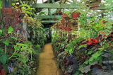SRI LANKA, Kandy, Peradeniya Botanical Gardens, Plant House, SLK4850JPL