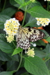 SRI LANKA, Kandy, Peradeniya Botanical Gardens, Tree Nymph Butterfly, SLK4501JPL