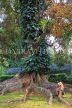 SRI LANKA, Kandy, Peradeniya Botanical Gardens, couple on roots of a giant tree, SLK4871JPL