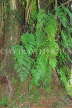 SRI LANKA, Kandy, Peradeniya Botanical Gardens, fern garden, SLK5898JPL